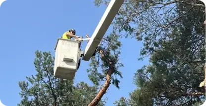 Big Chipper Tree Service LLC gallery 7