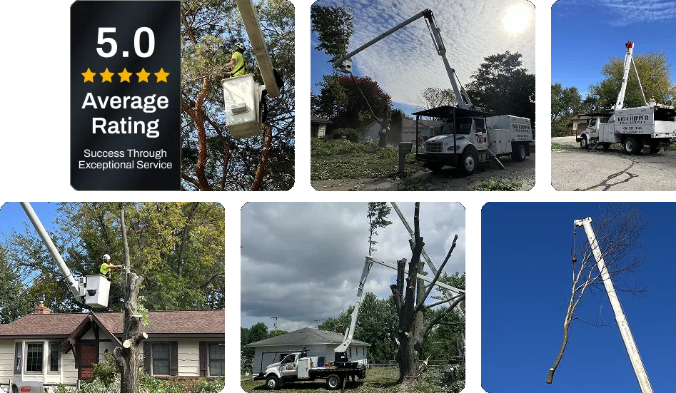 Big Chipper Tree Service LLC gallery 8