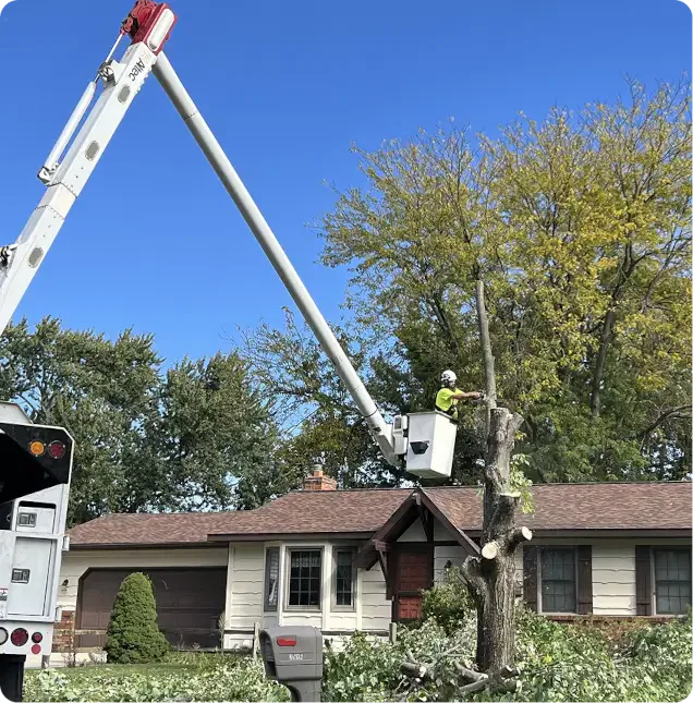 Big Chipper Tree Service LLC gallery 10