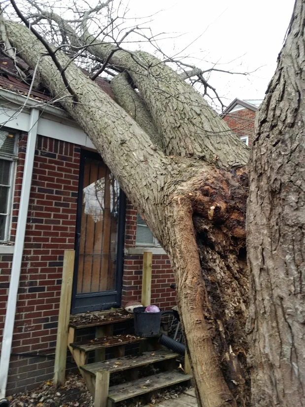 Big Dave's Tree Service