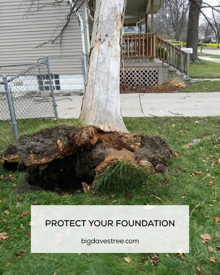 Big Dave's Tree Service gallery 2