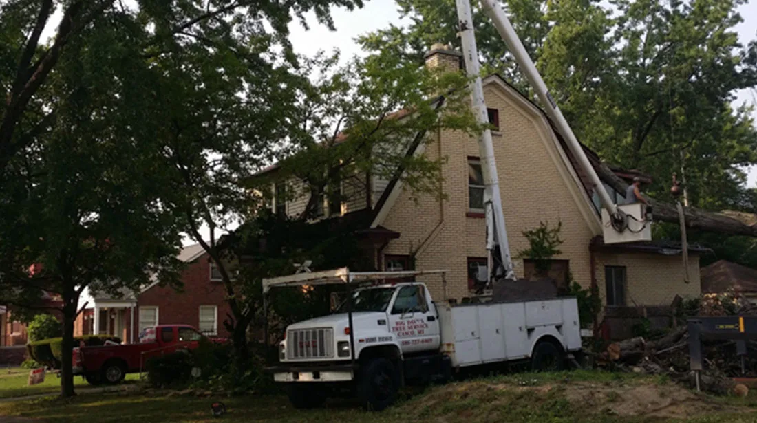Big Dave's Tree Service gallery 3