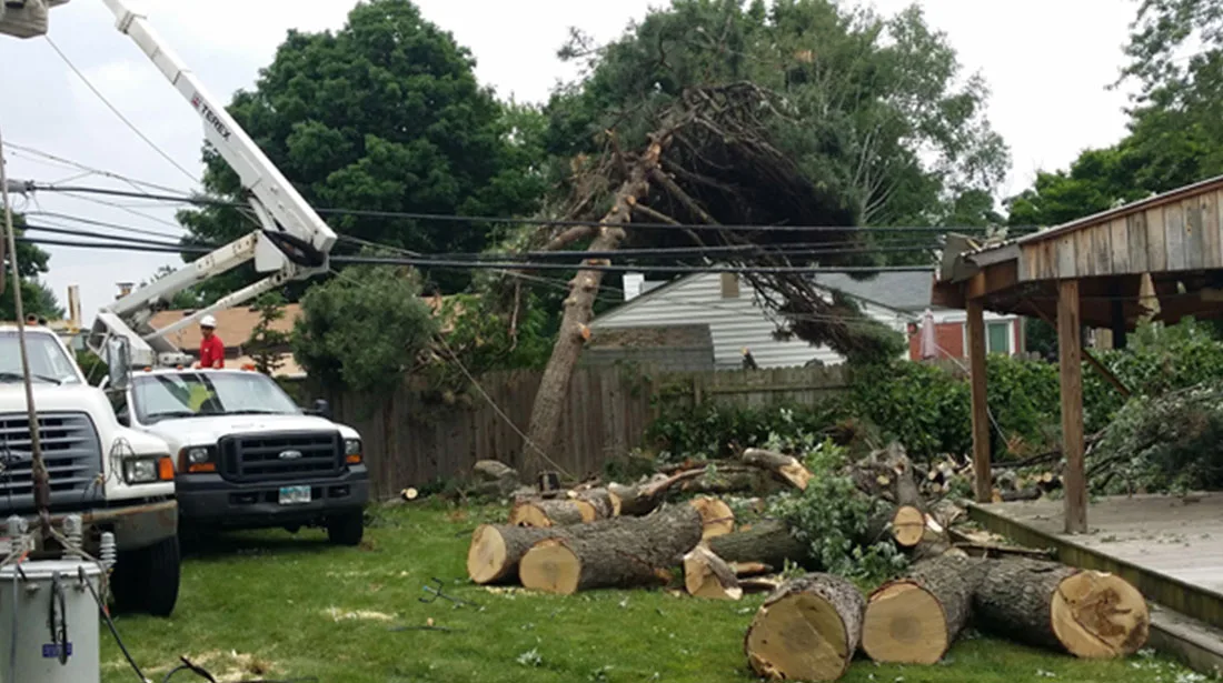 Big Dave's Tree Service gallery 4