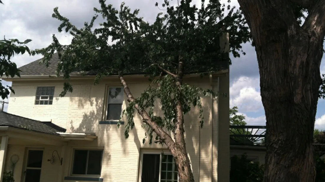 Big Dave's Tree Service gallery 5