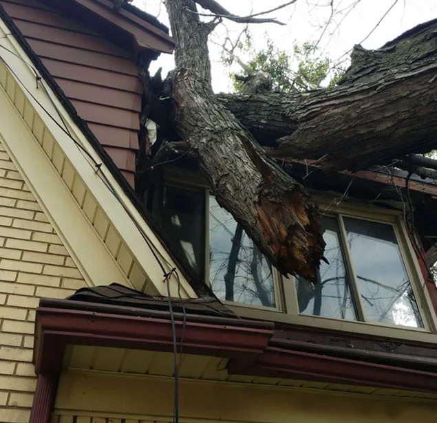 Big Dave's Tree Service gallery 6