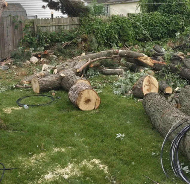 Big Dave's Tree Service gallery 7