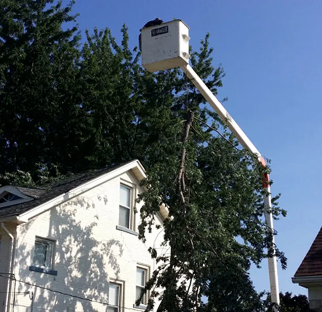 Big Dave's Tree Service gallery 8