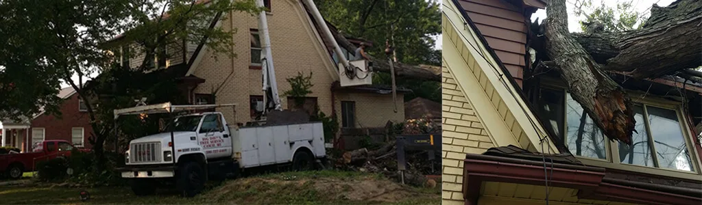 Big Dave's Tree Service gallery 9