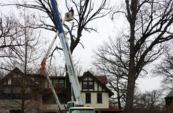 Big Dave's Tree Service gallery 10