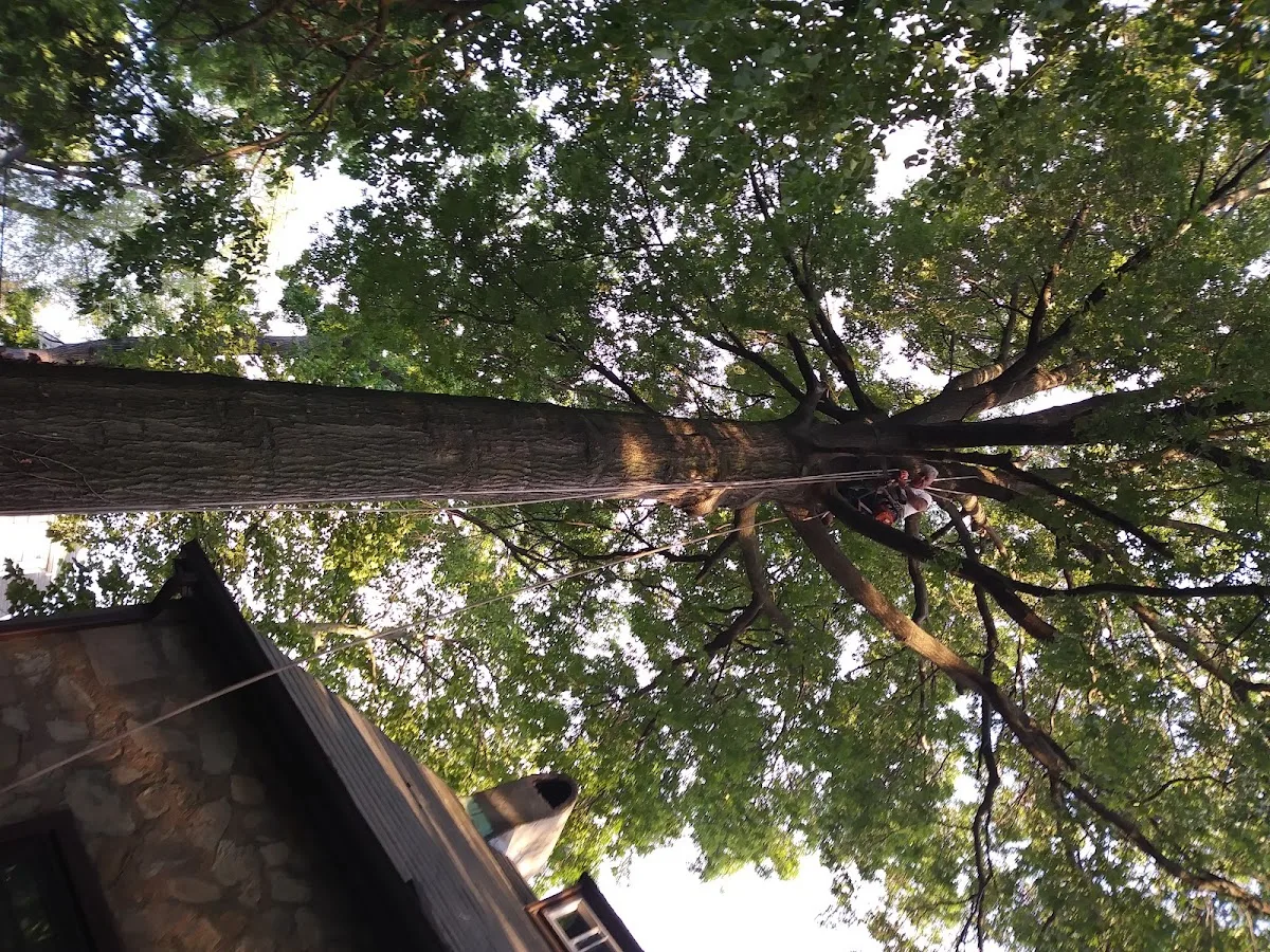 Big Macks Tree Service
