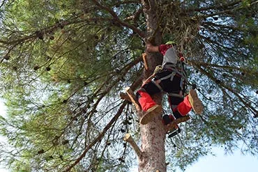Big R Tree Service Inc. gallery 4