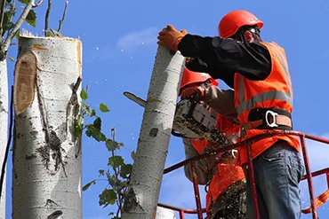 Big R Tree Service Inc. gallery 5