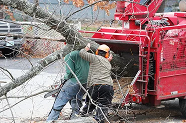 Big R Tree Service Inc. gallery 6