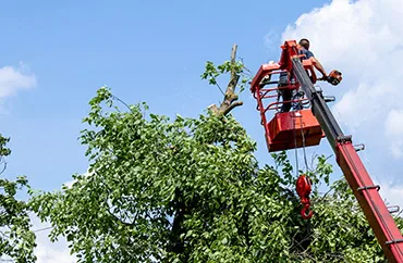 Big R Tree Service Inc. gallery 7