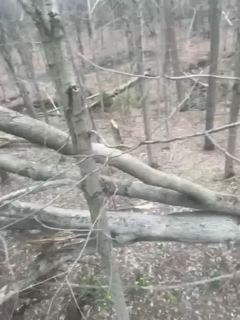 Bills Tree Removal