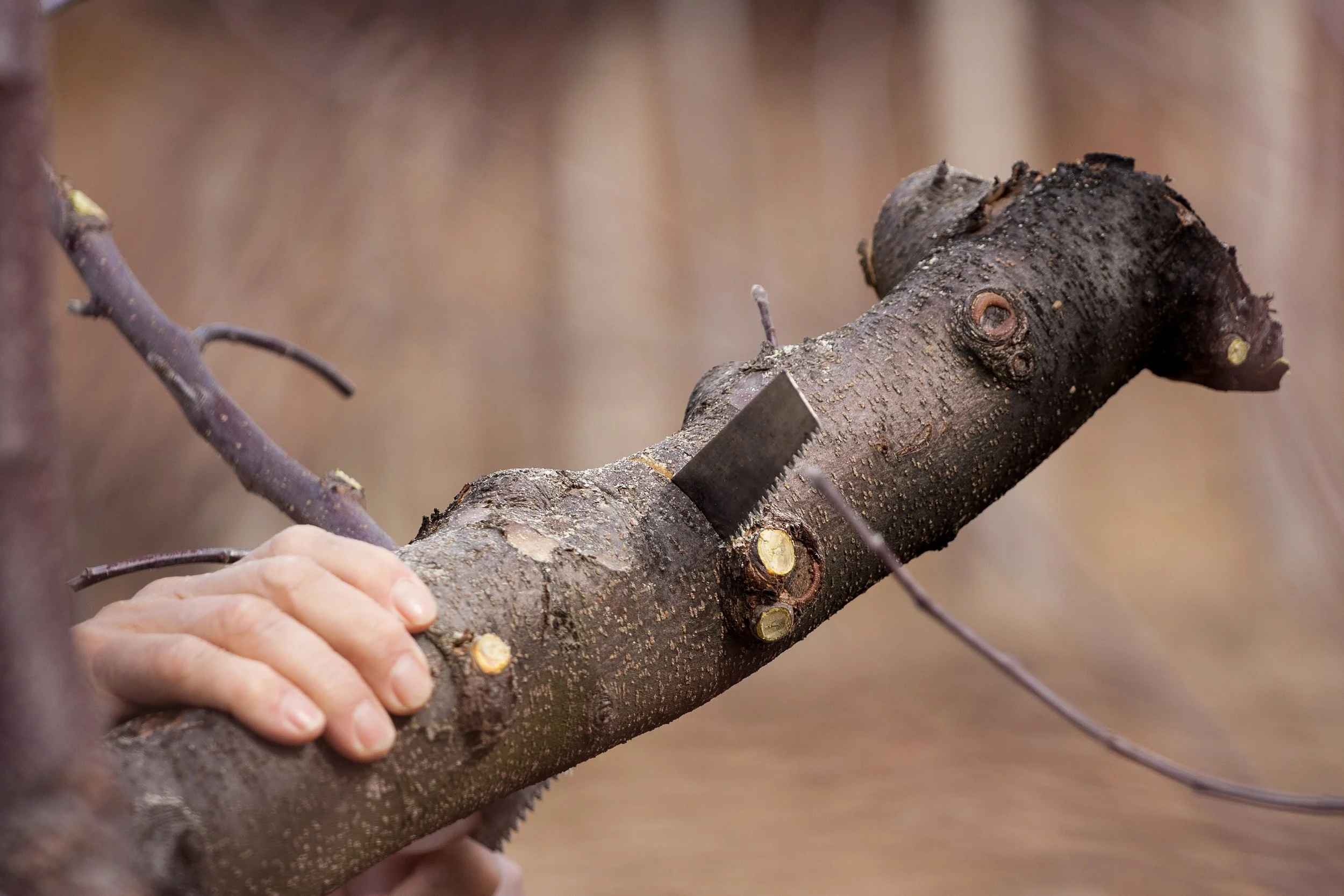 Black Cherry Tree Service gallery 4