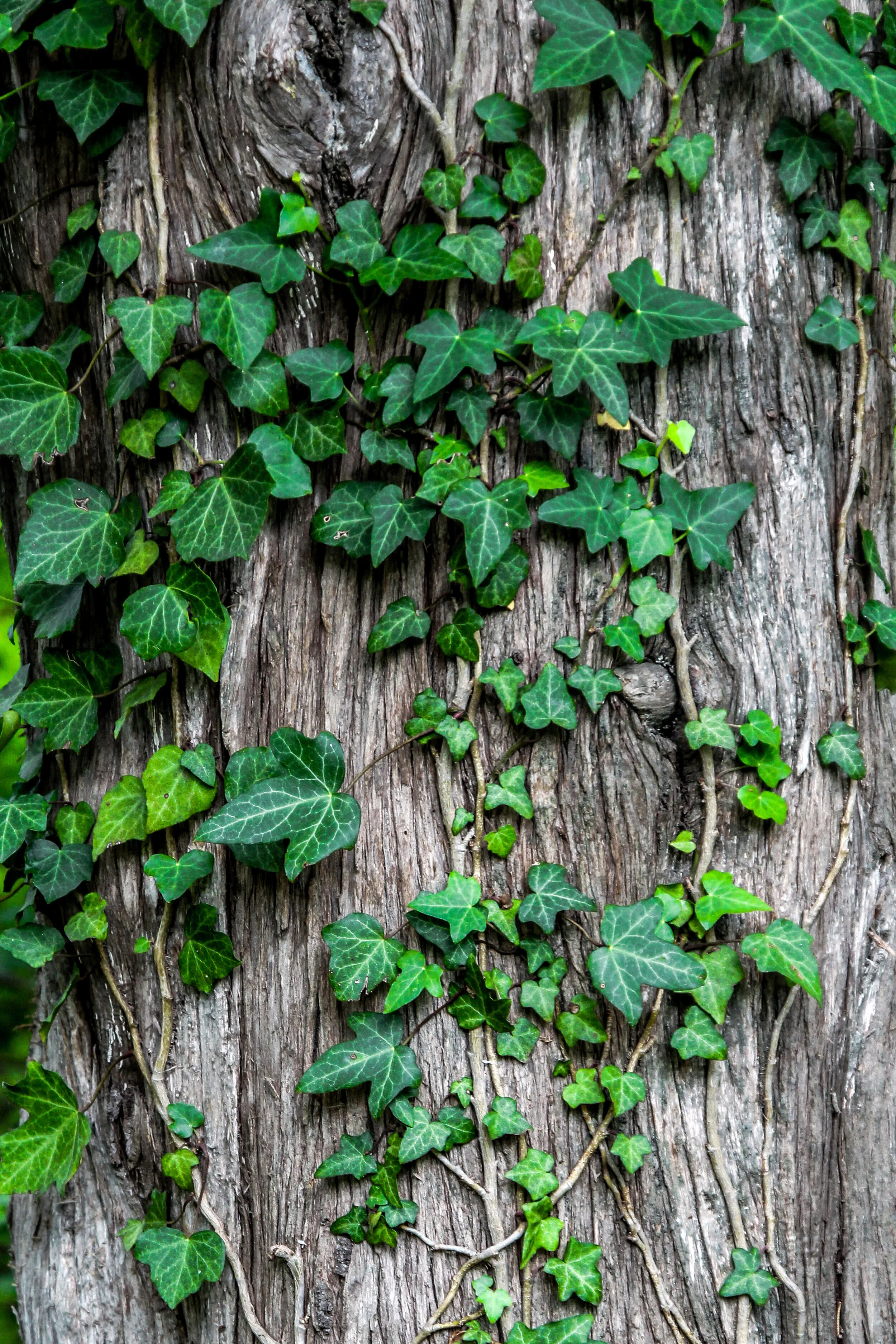 Black Cherry Tree Service gallery 7