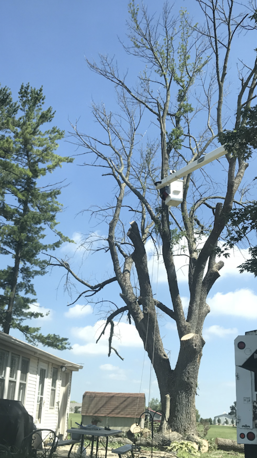 Black Cherry Tree Service gallery 8