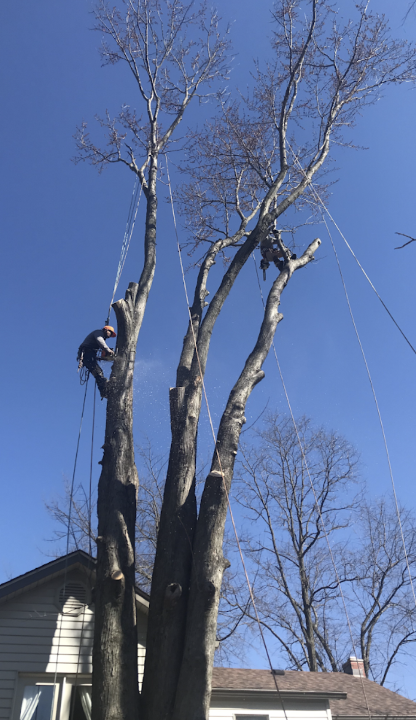 Black Cherry Tree Service gallery 9