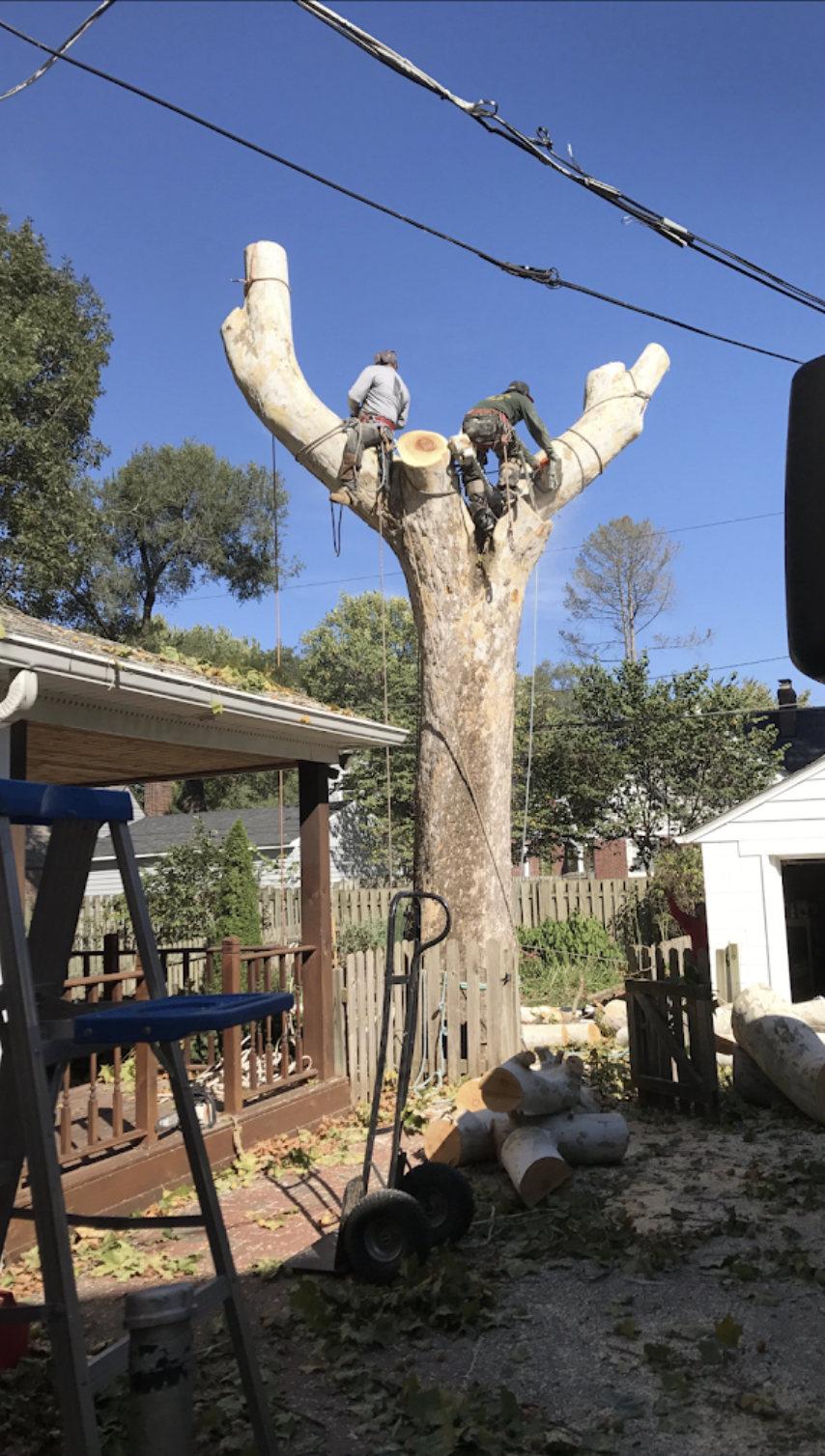 Black Cherry Tree Service gallery 10