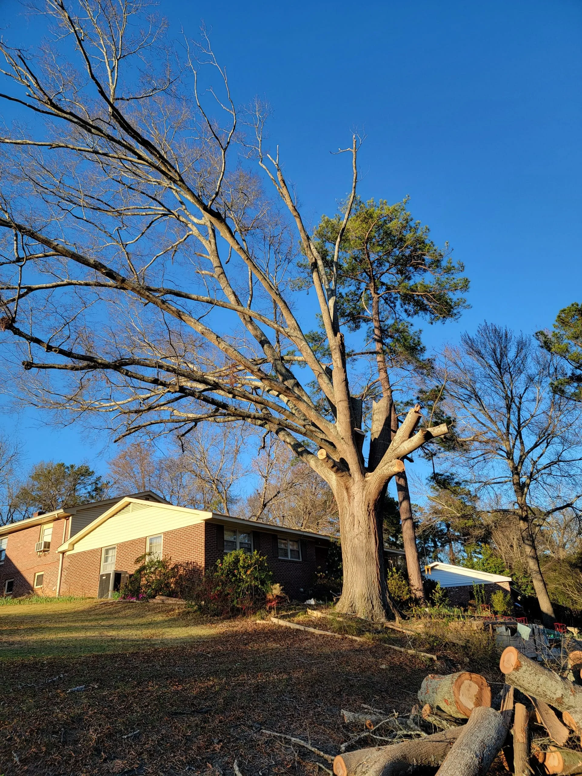 Bluegrass Tree & Lawn gallery 4