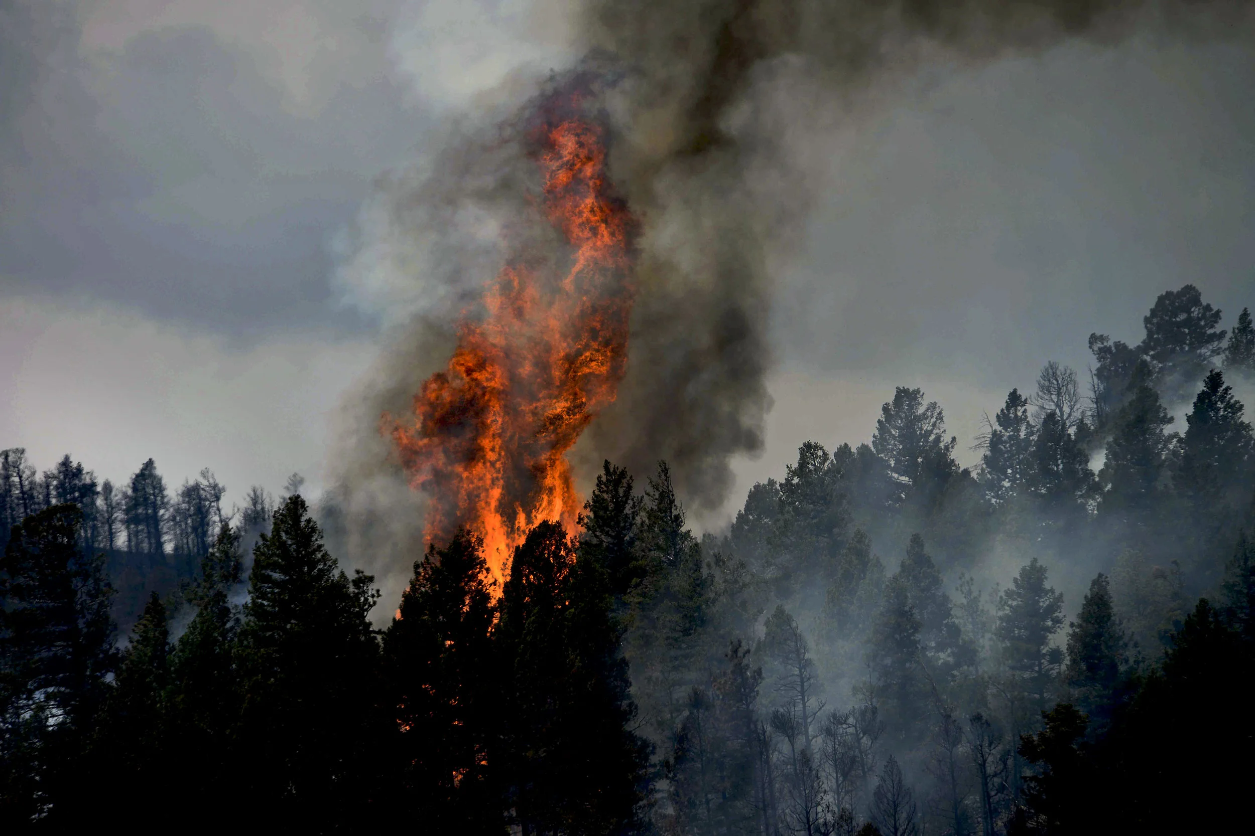 BOB'S FIRESAFE TEAM (TREE SERVICE) gallery 3