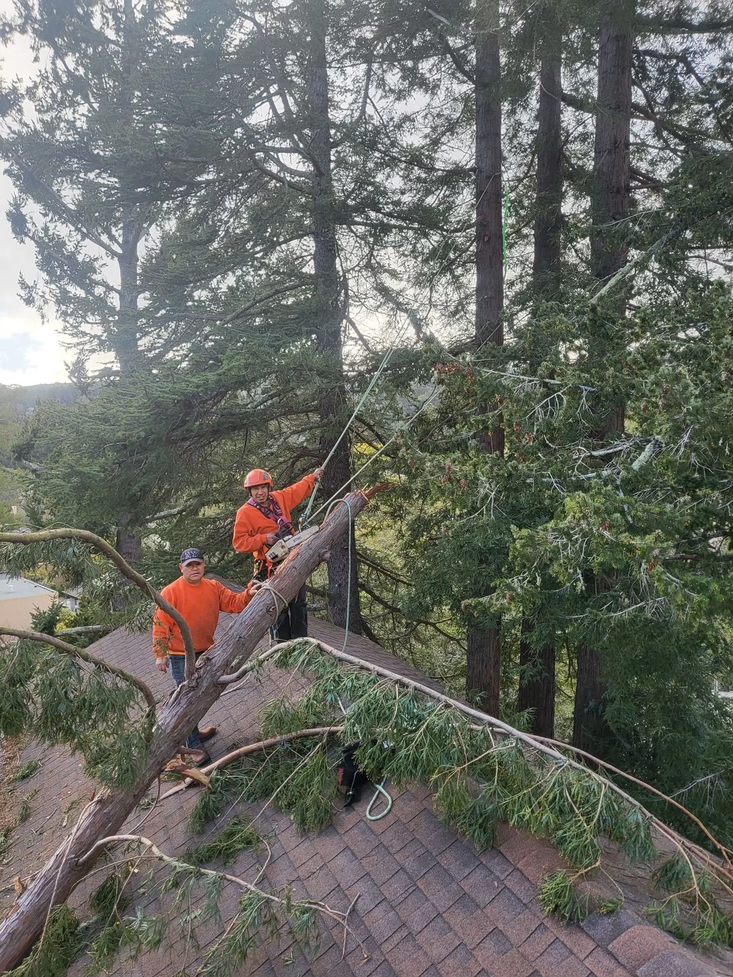 BOB'S FIRESAFE TEAM (TREE SERVICE) gallery 4