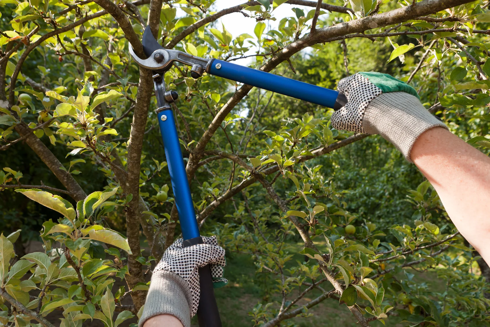 BOB'S FIRESAFE TEAM (TREE SERVICE) gallery 8