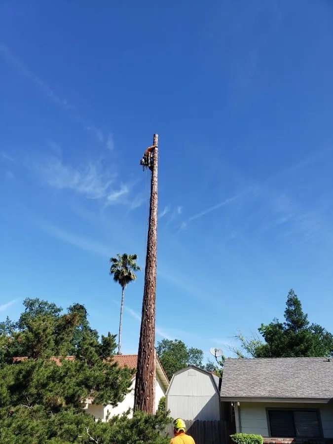BP Tree Services LLC