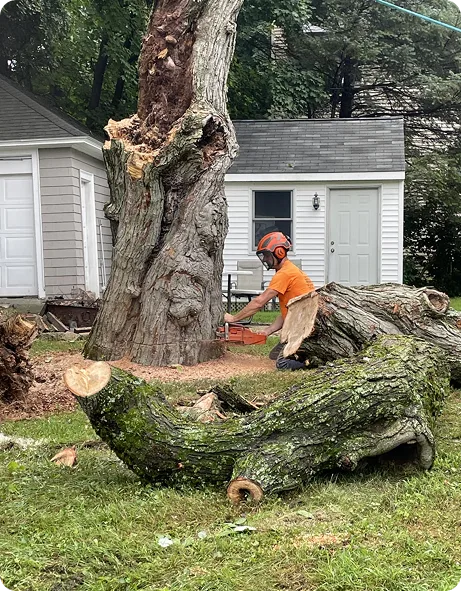Branch Manager Tree Service gallery 6
