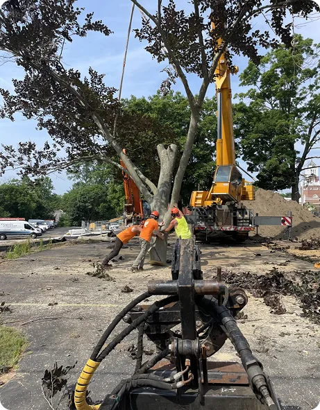 Branch Manager Tree Service gallery 7