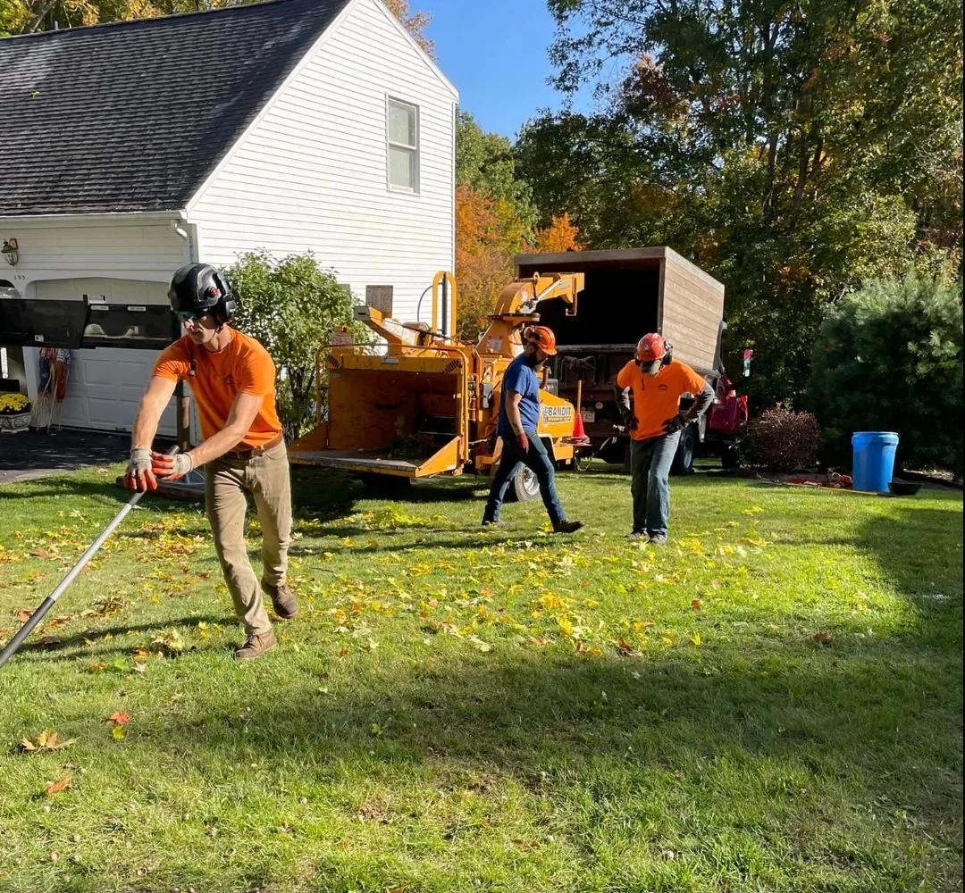 Branch Manager Tree Service gallery 8