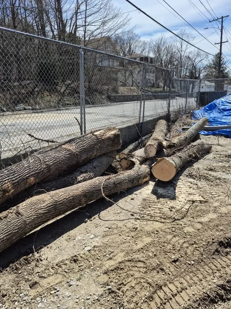 Branch Manager Tree Service gallery 10