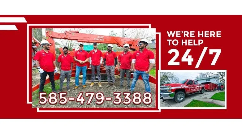 Branch Specialists
