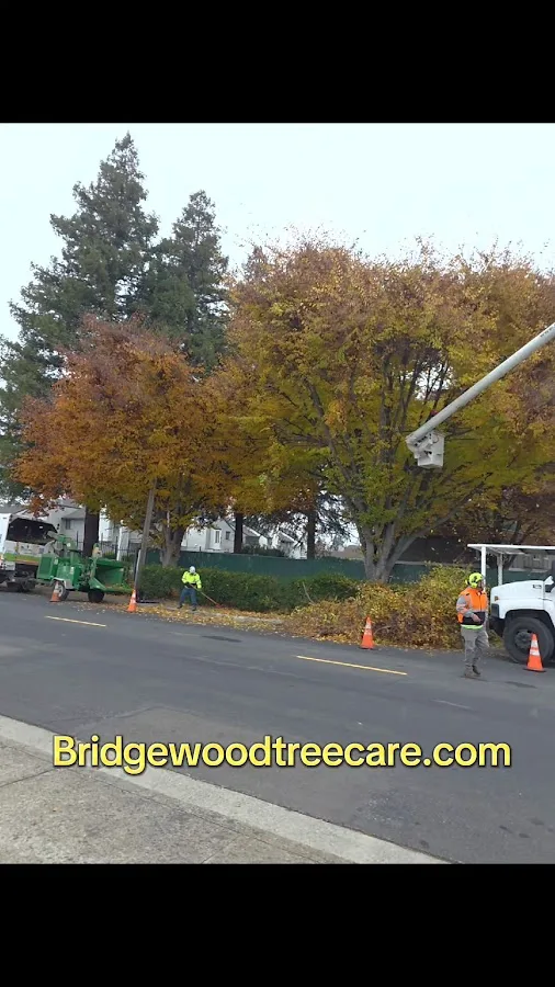 BridgeWood Tree Care