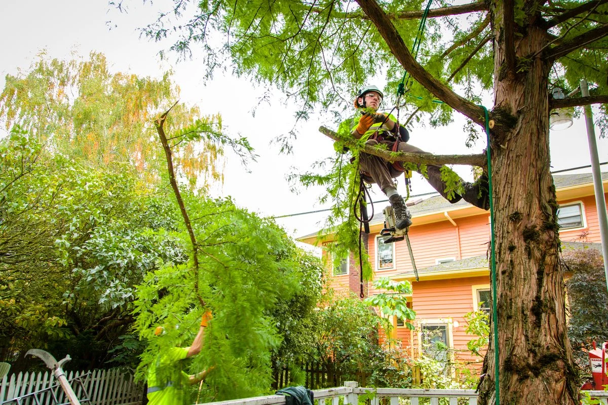 Broad Ripple Tree Service, Inc gallery 3
