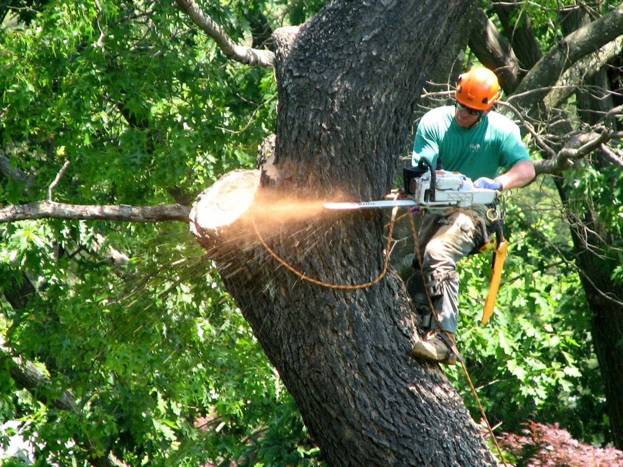 Broad Ripple Tree Service, Inc gallery 5