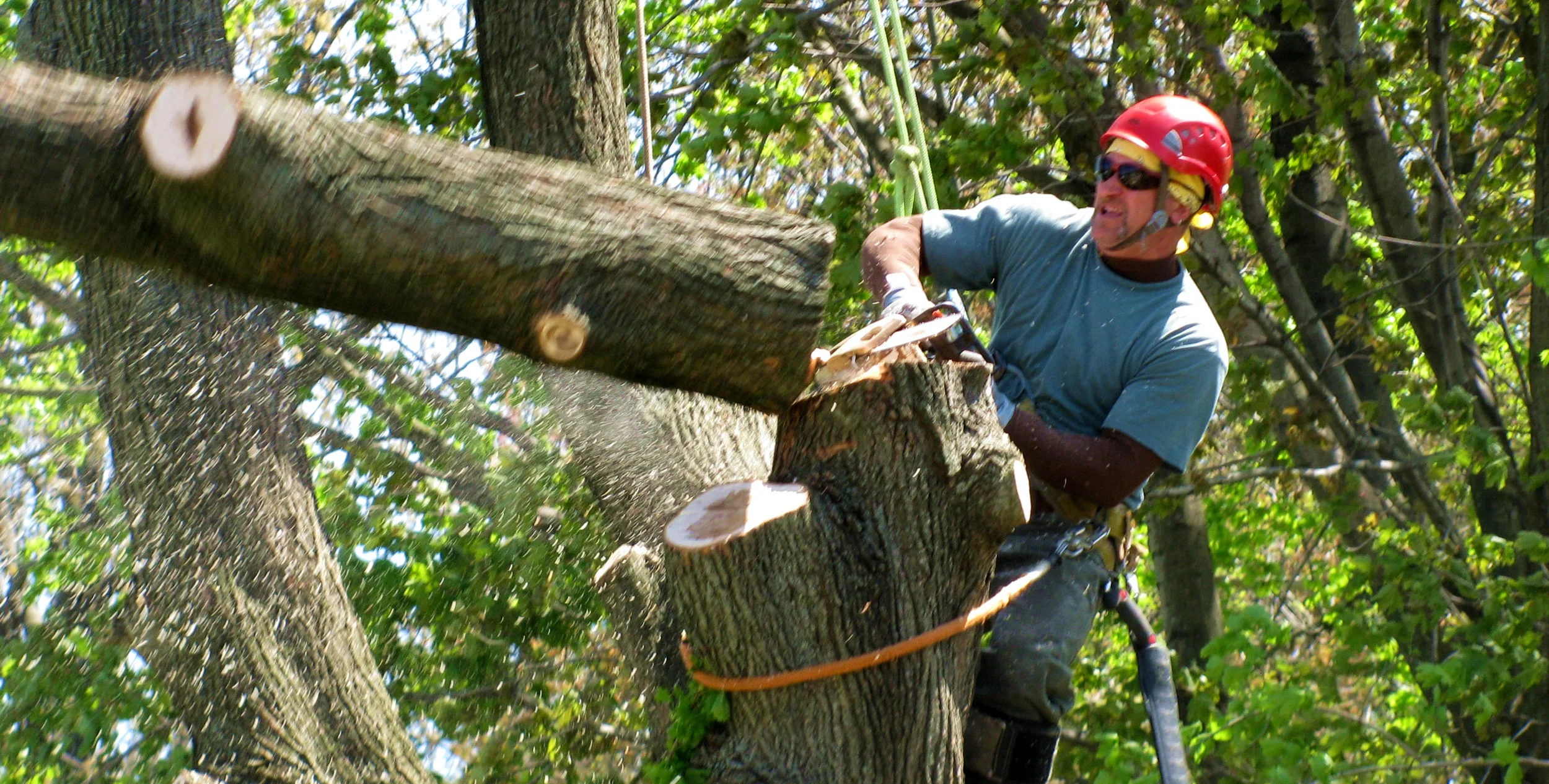 Broad Ripple Tree Service, Inc gallery 6