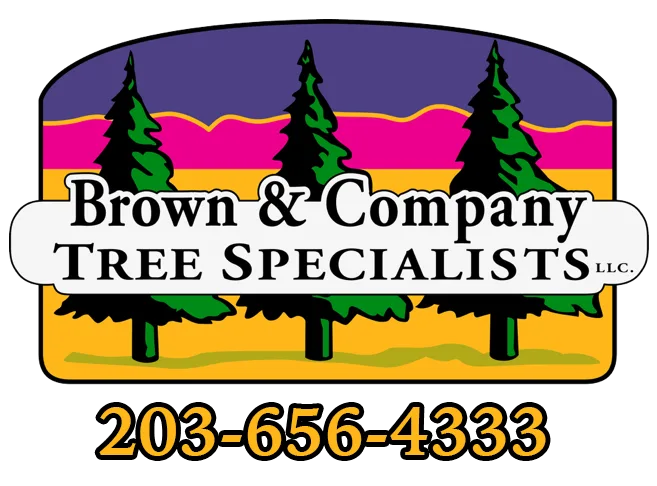 Brown & Co Tree Specialists gallery 2