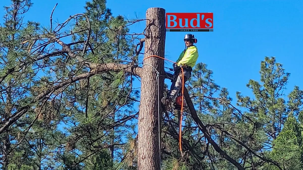 Bud's Tri-County Tree Services Inc