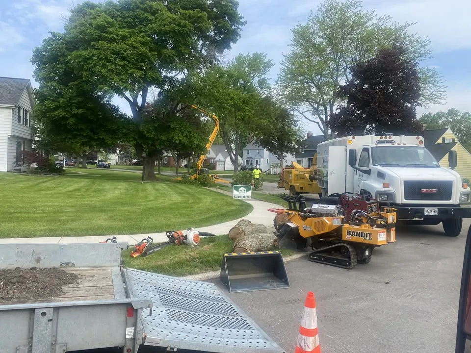 Buffalo Tree Service has local signals that shape the first call