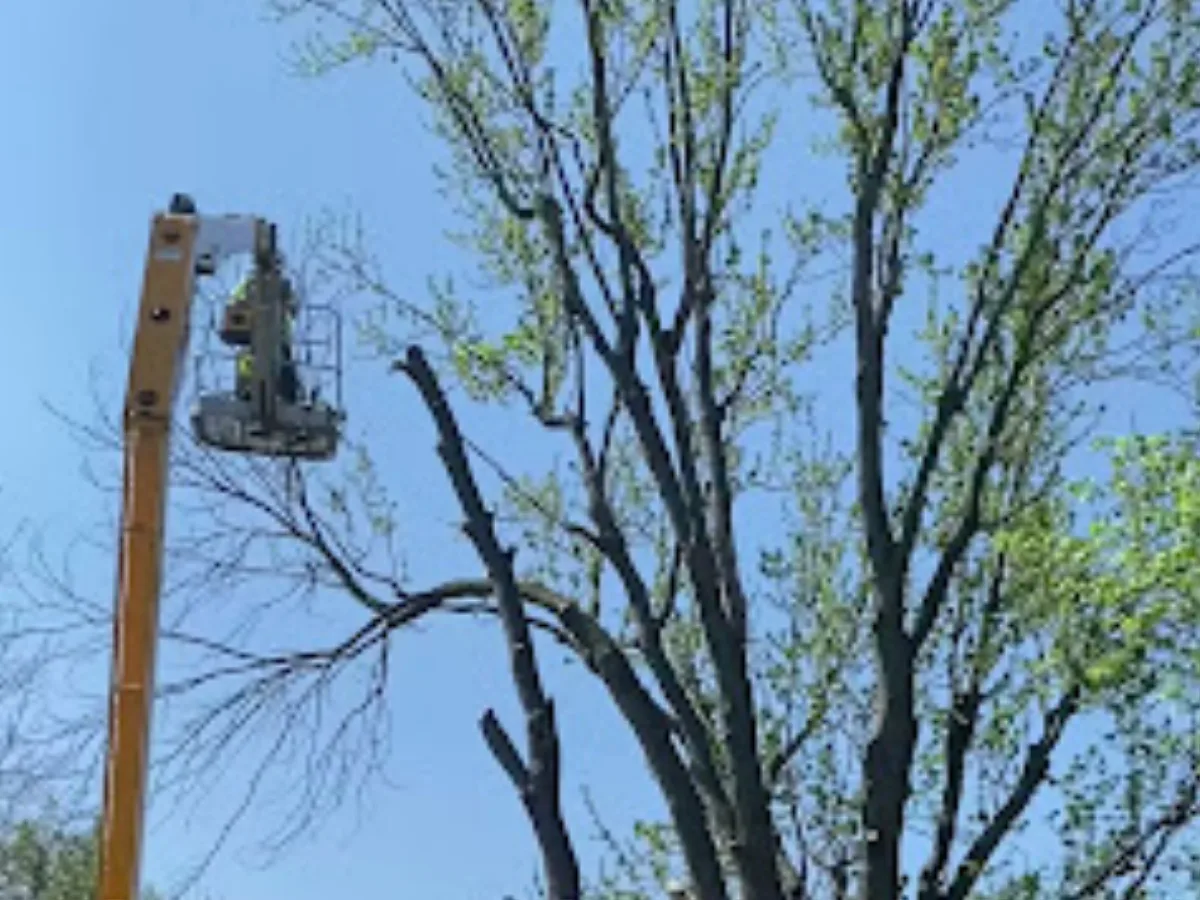 Buffalo Tree Service gallery 2