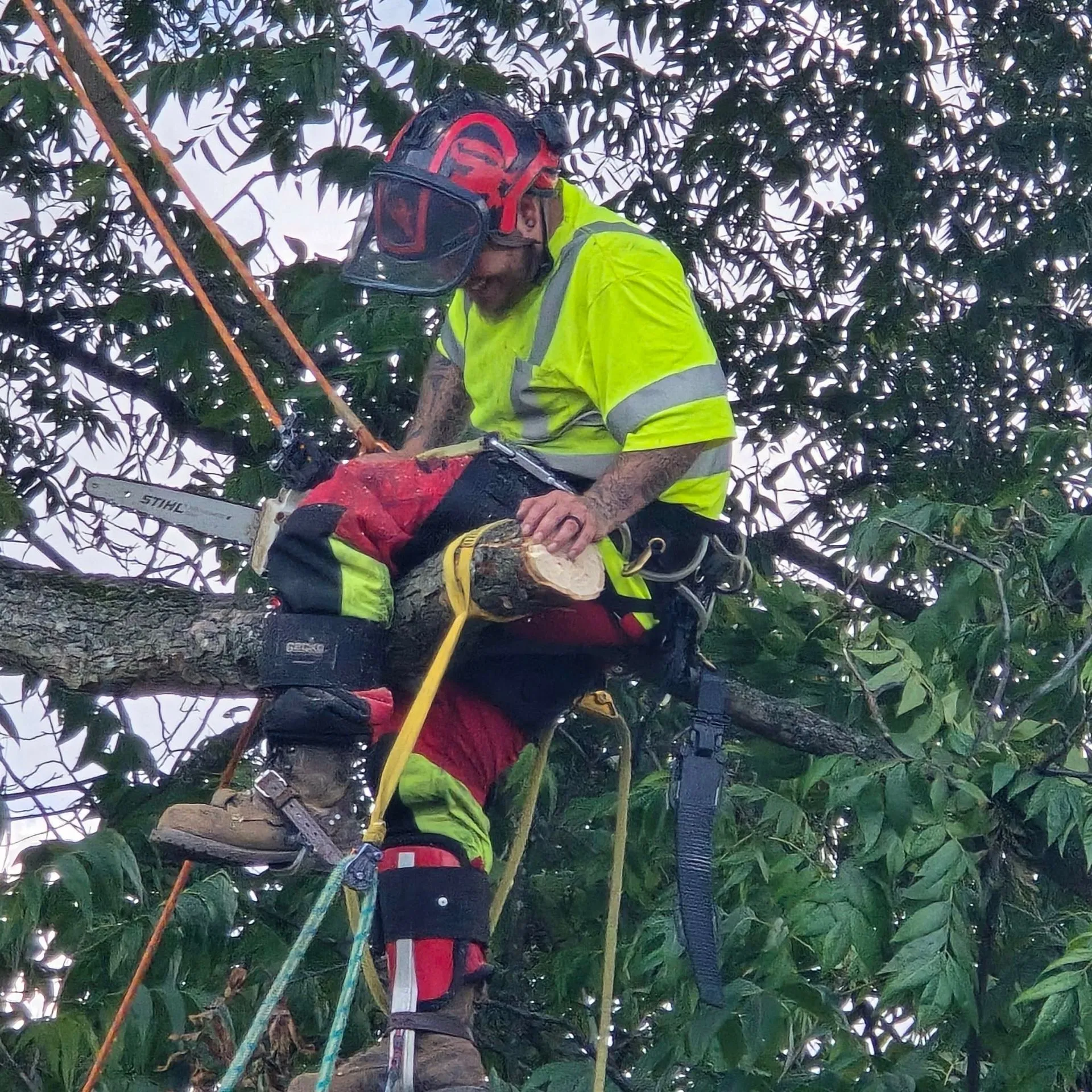 Bulldogs Tree Service gallery 3