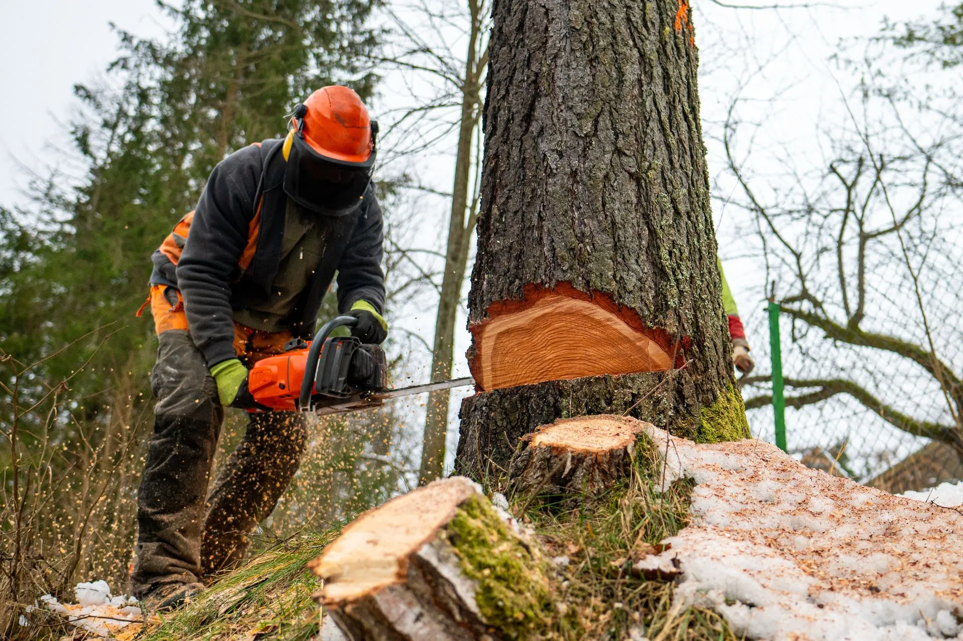 Bulldogs Tree Service gallery 4