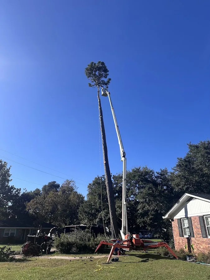 Canopy Tree Care