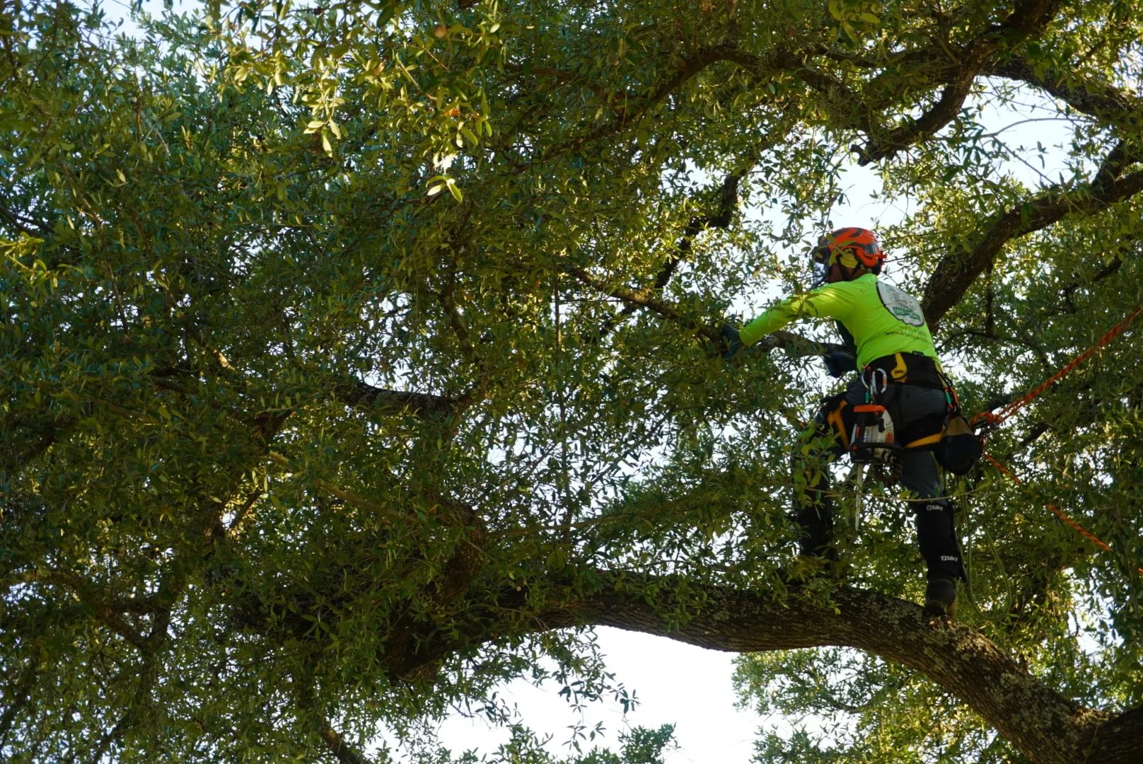 Capitol Tree Care gallery 4