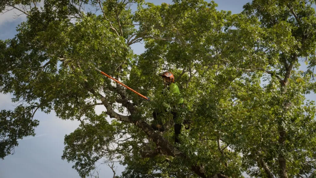 Capitol Tree Care gallery 5