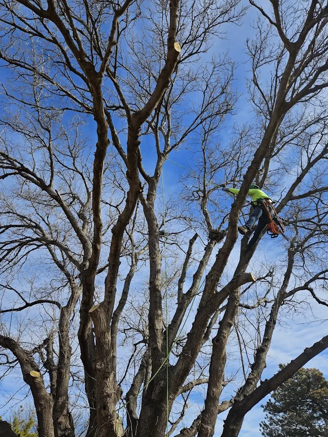 Caprock Tree Removal work site