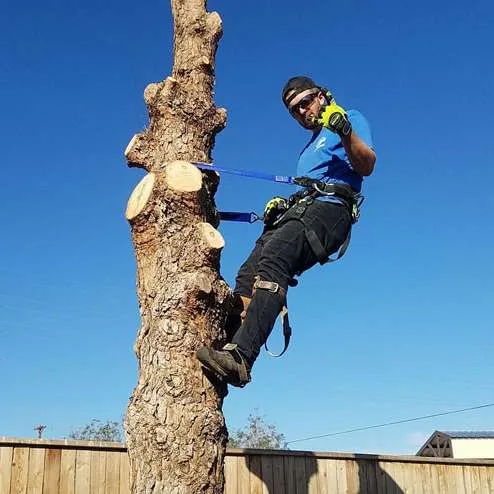 Caprock Tree Removal gallery 4