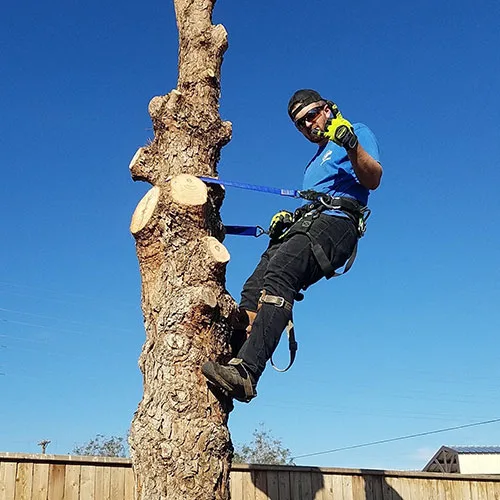 Caprock Tree Removal gallery 6